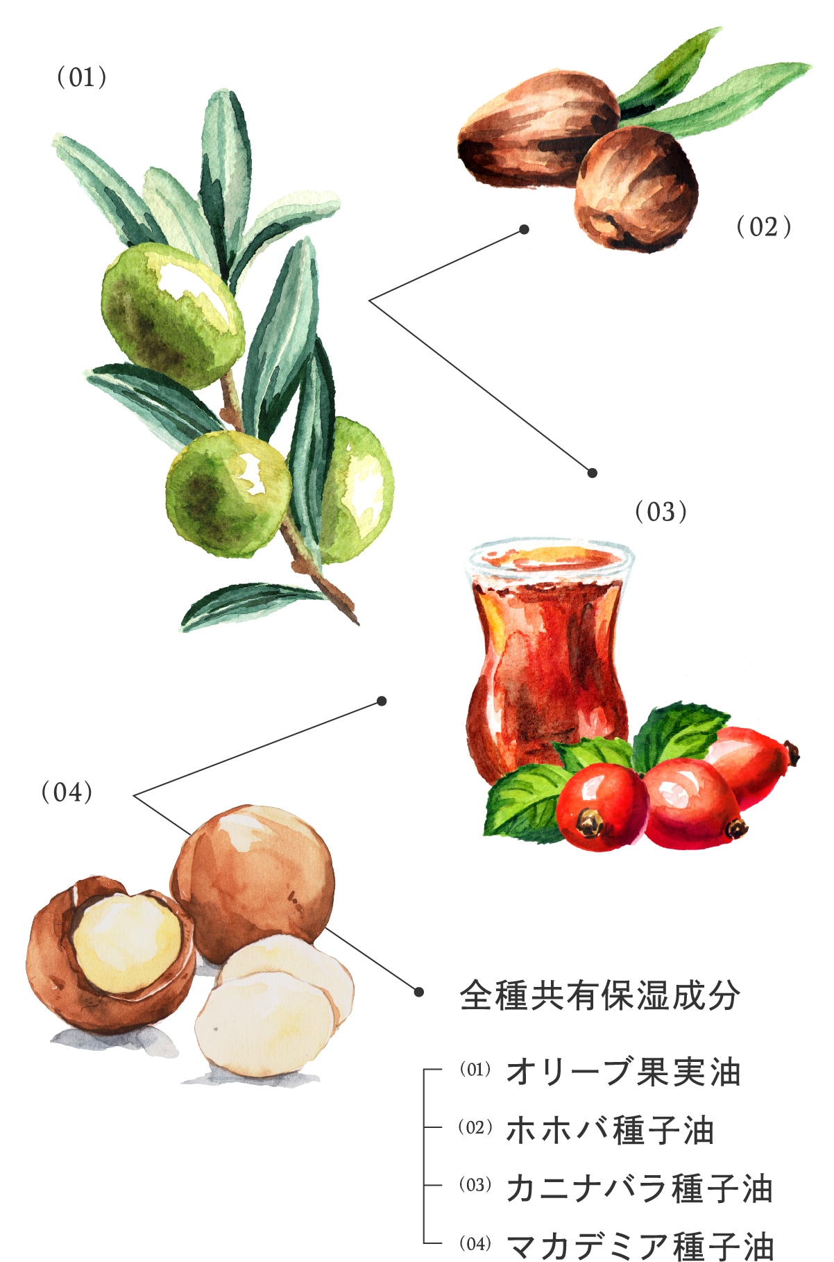 ボタニカルオイルのイラスト